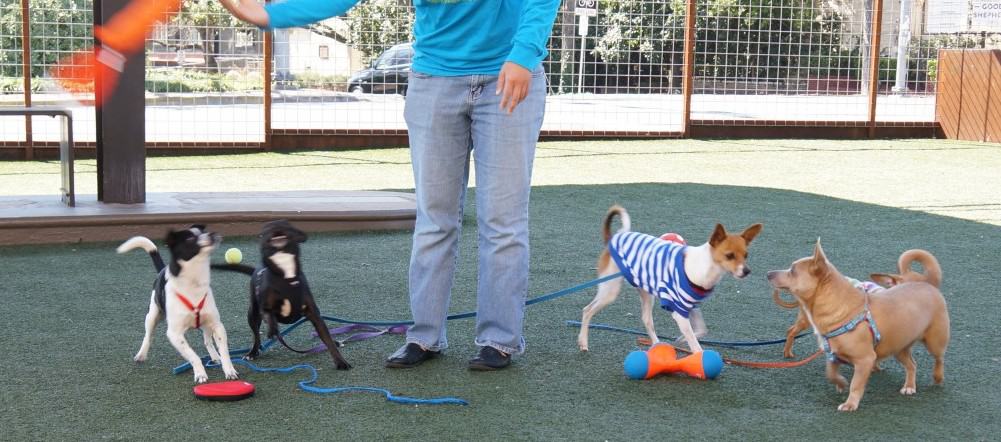 Austin Pets Alive! - Austin, TX