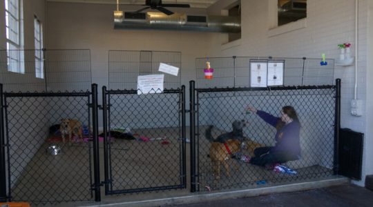 Austin Pets Alive! - Austin, TX