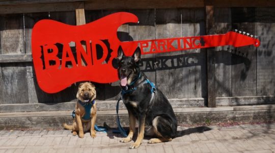 Ty and Buster - Band Parking at OGSG - Gruene, TX