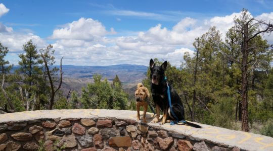 Seeing the Dog Friendly Sites in Sliver City, New Mexico.