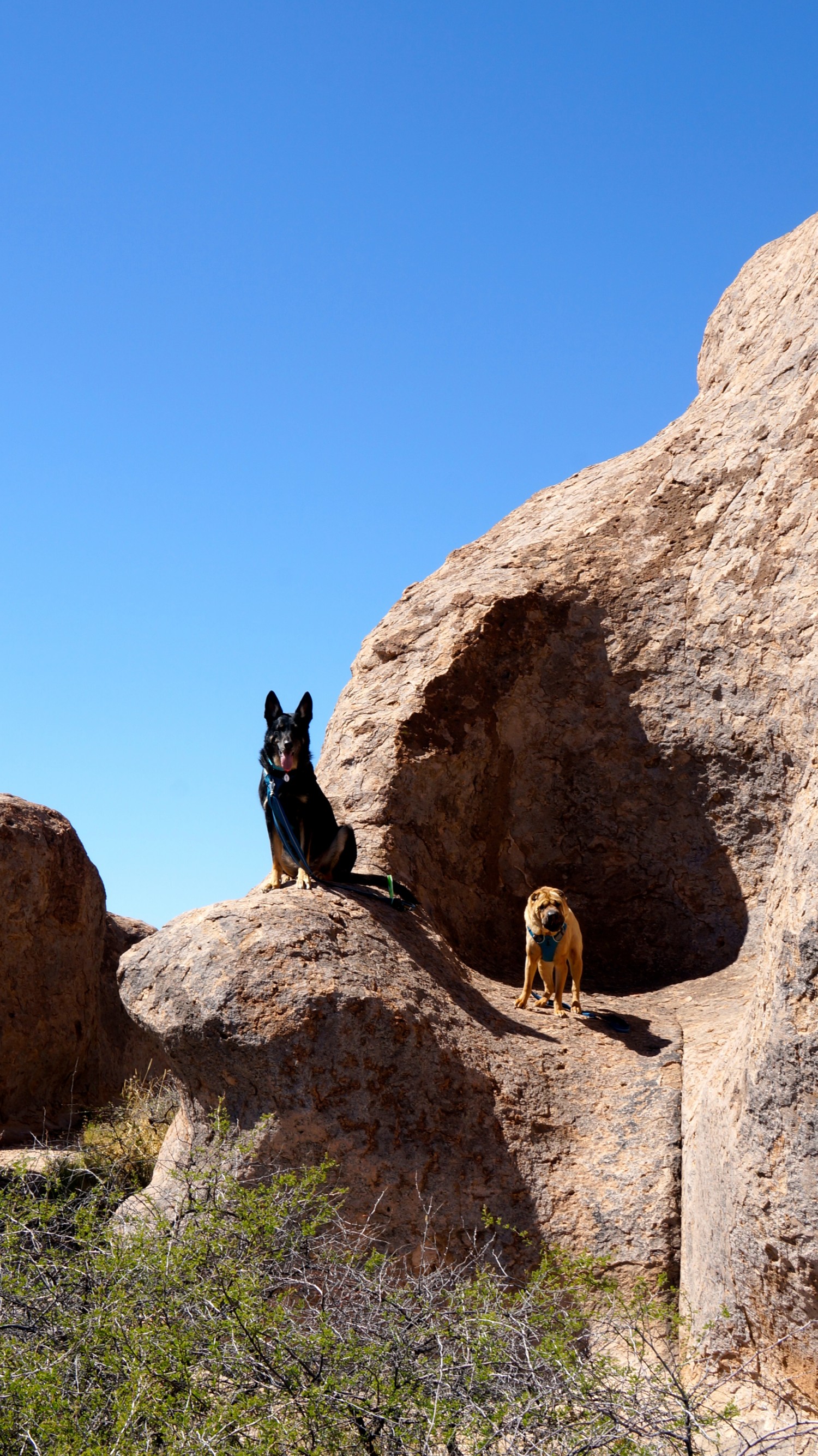 Seeing the Dog Friendly Sites in Sliver City, New Mexico