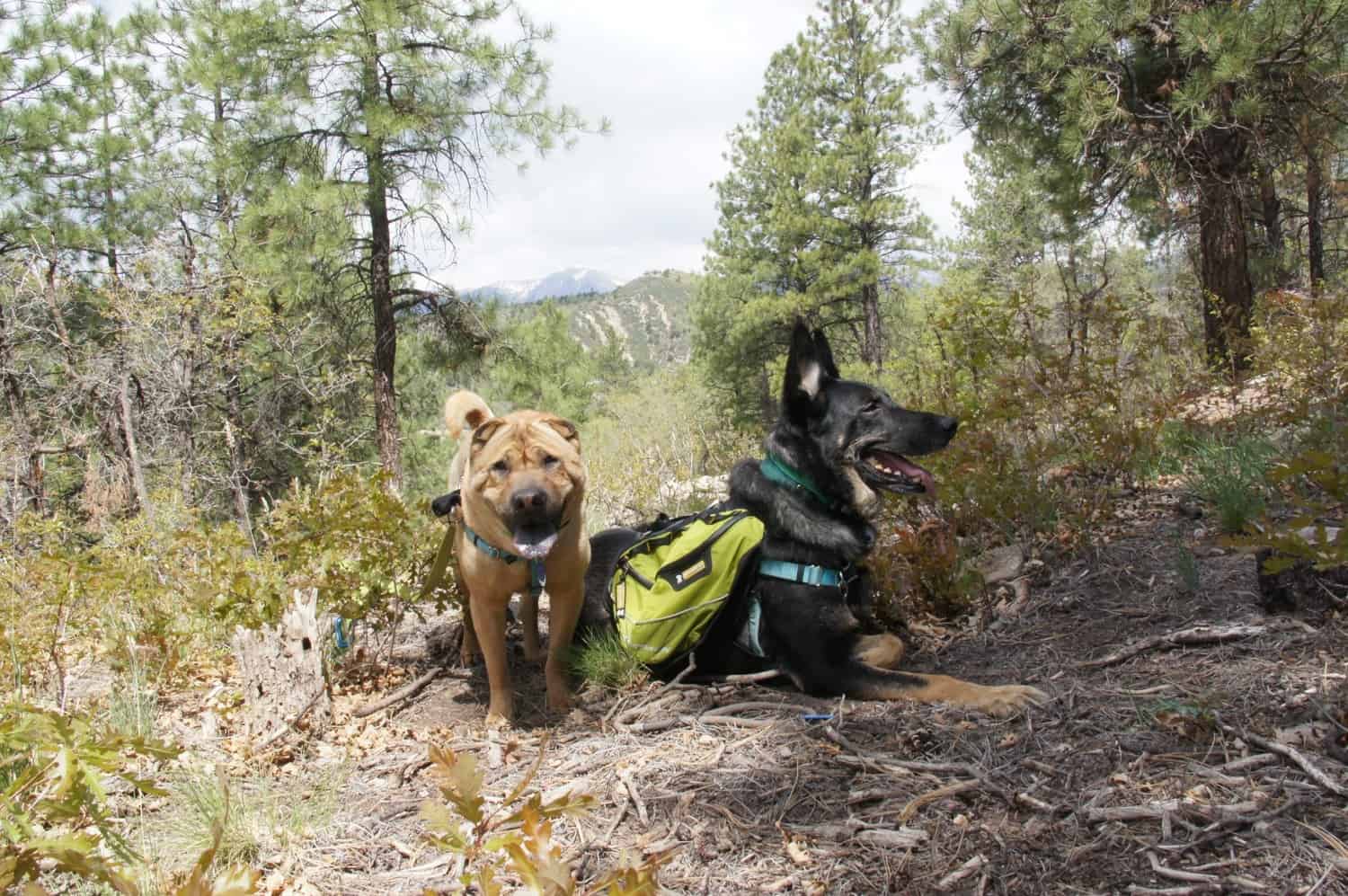 Rio Grande National Forest - Continental Divide Trail - Chama, NM