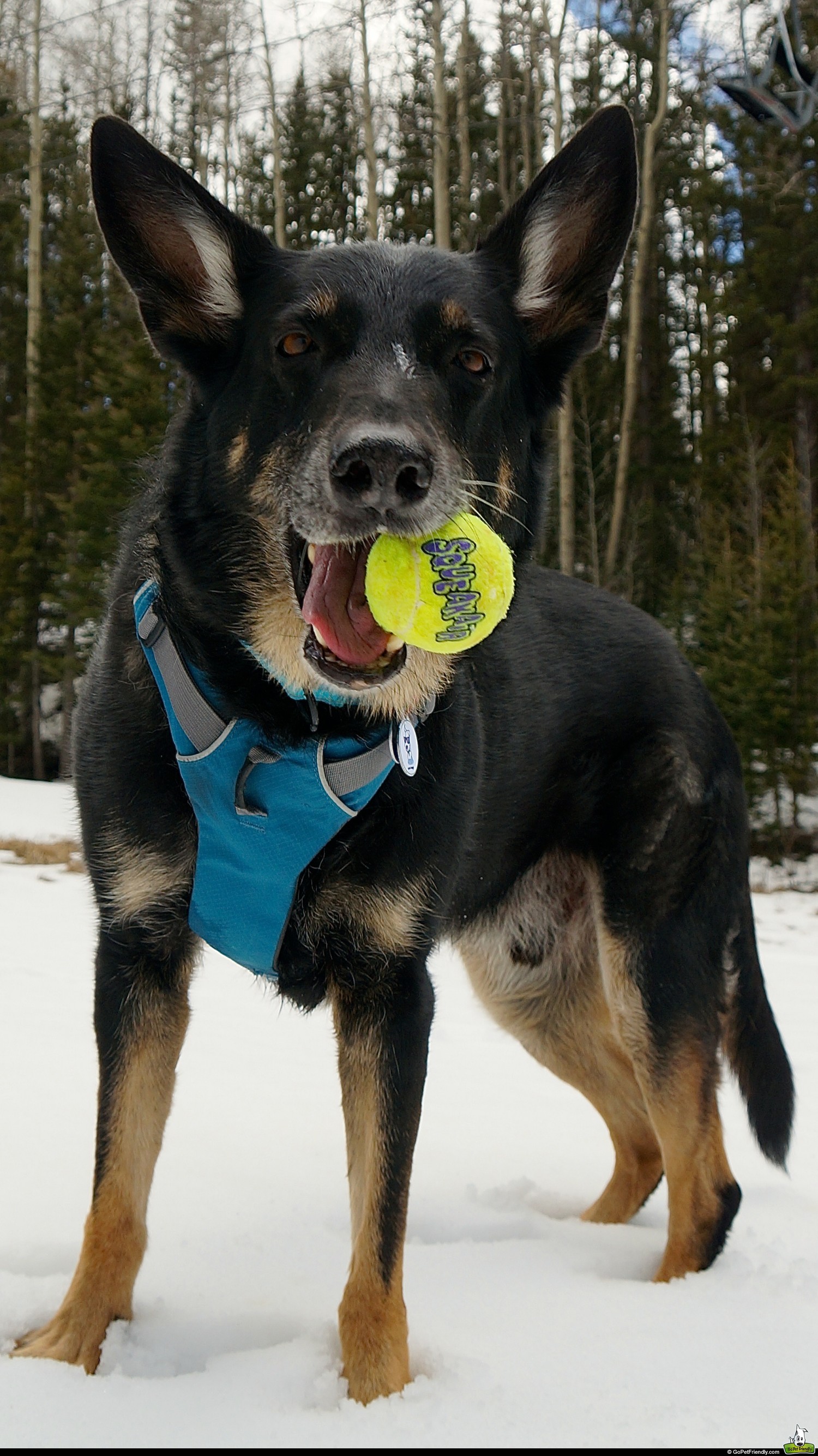 Playing in the snow on Buster's birthday in Santa Fe, New Mexico