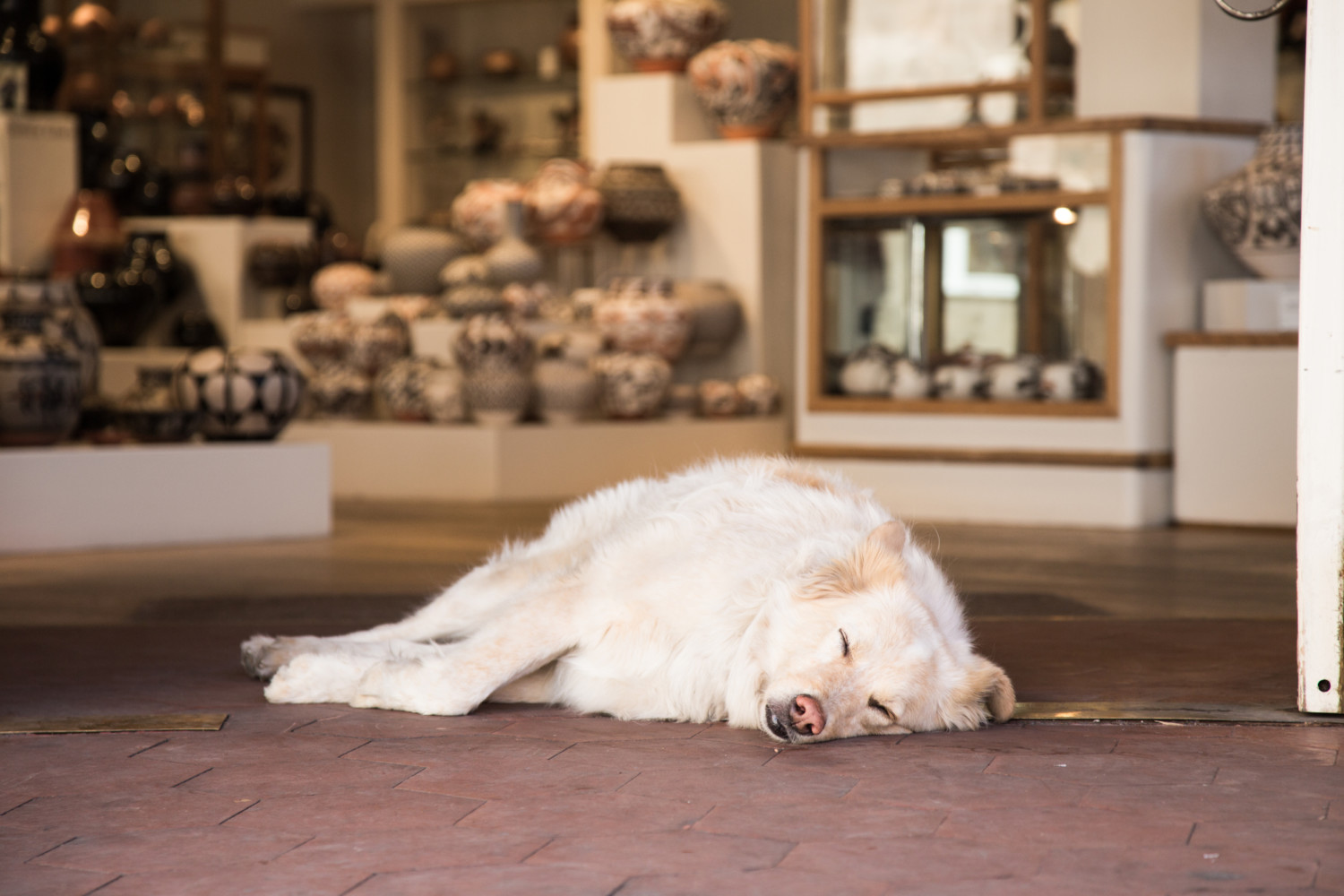 Dog sleeping in the doorway of a Santa Fe, New Mexico pottery and art shop