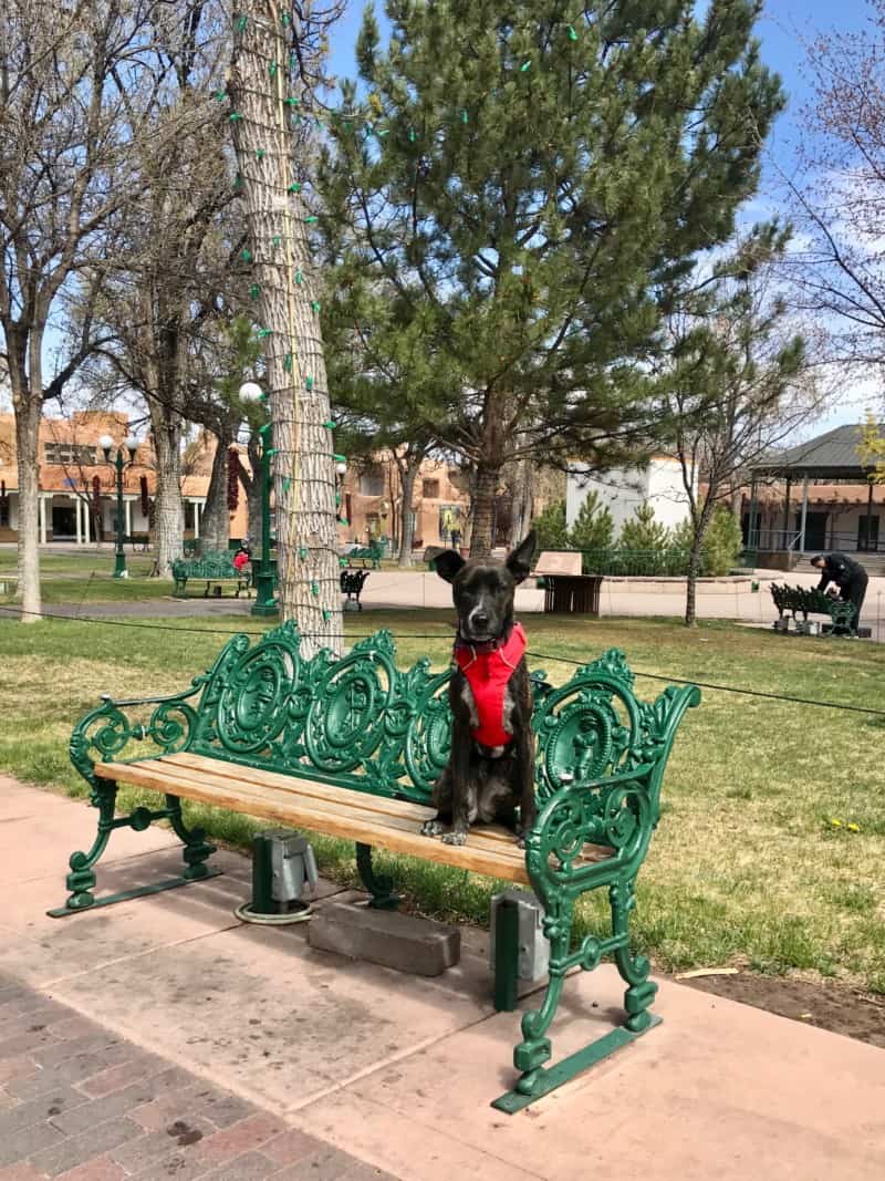 Brindle dog in a red harness sitting on a bench in pet friendly Plaza Park in Santa Fe, NM