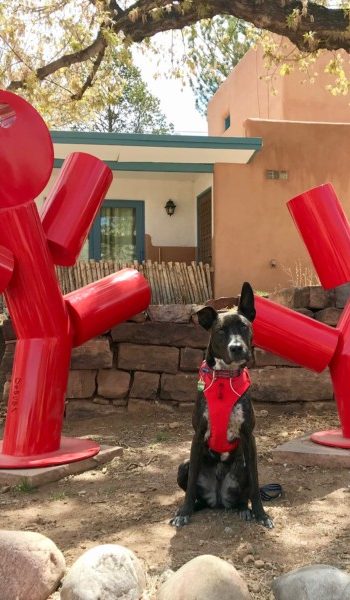 Brindle dog in red harness posting with sculpture of two dancing figures in Santa Fe, NM