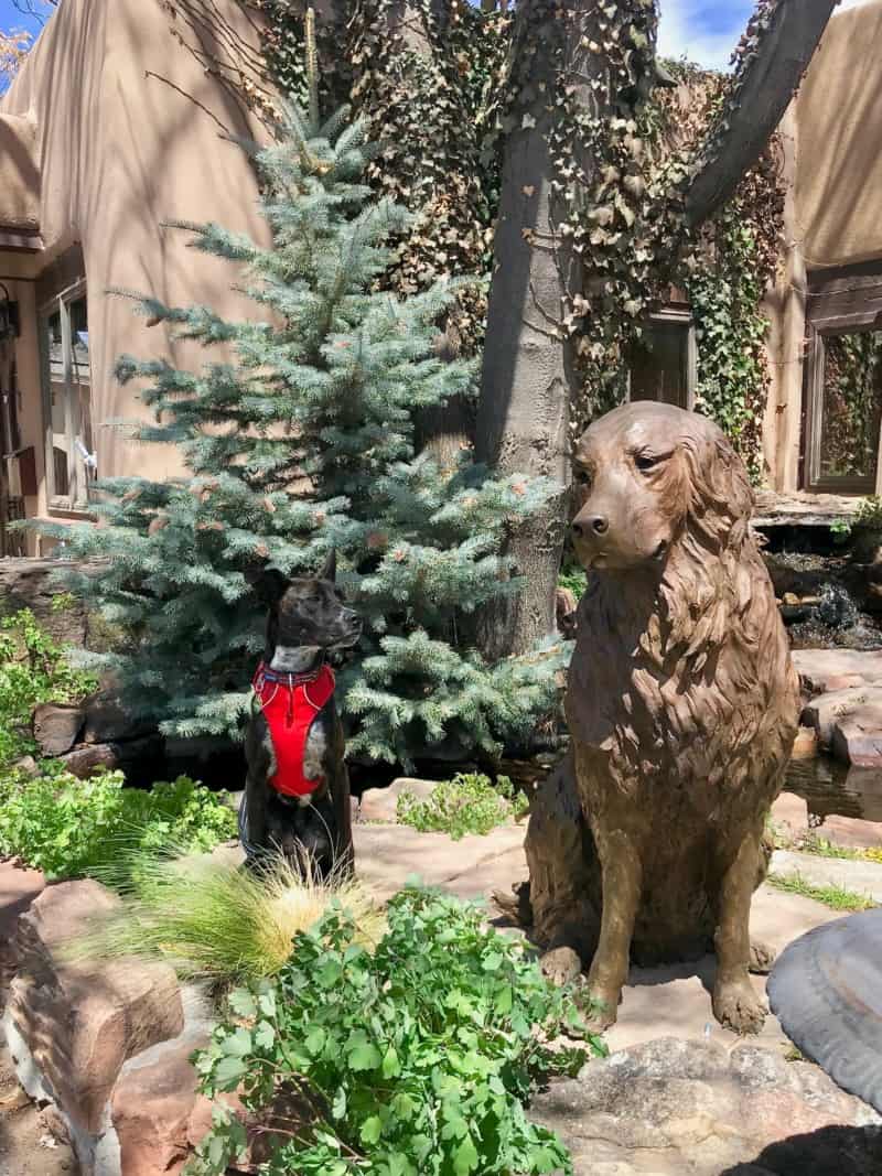 Brindle dog in a red harness posing with a statue of a dog on Canyon Road in Santa Fe, NM