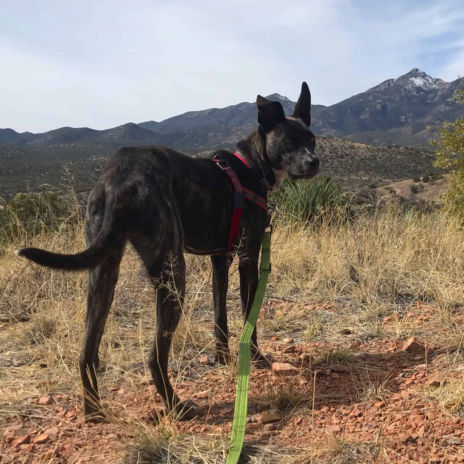 Brindle dog on desert hiking trail with mountain in background