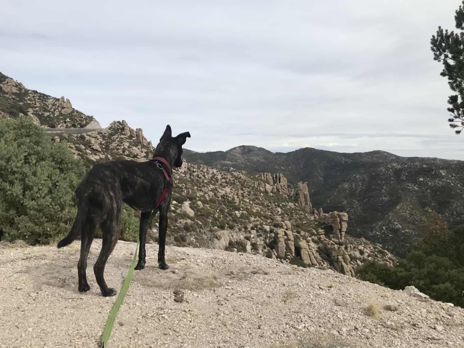 Brindle dog overlooking desert landscape