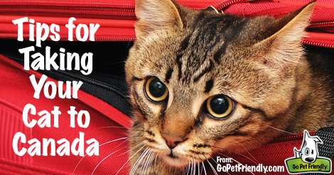 Tips for Taking Your Cat to Canada from GoPetFriendly.com