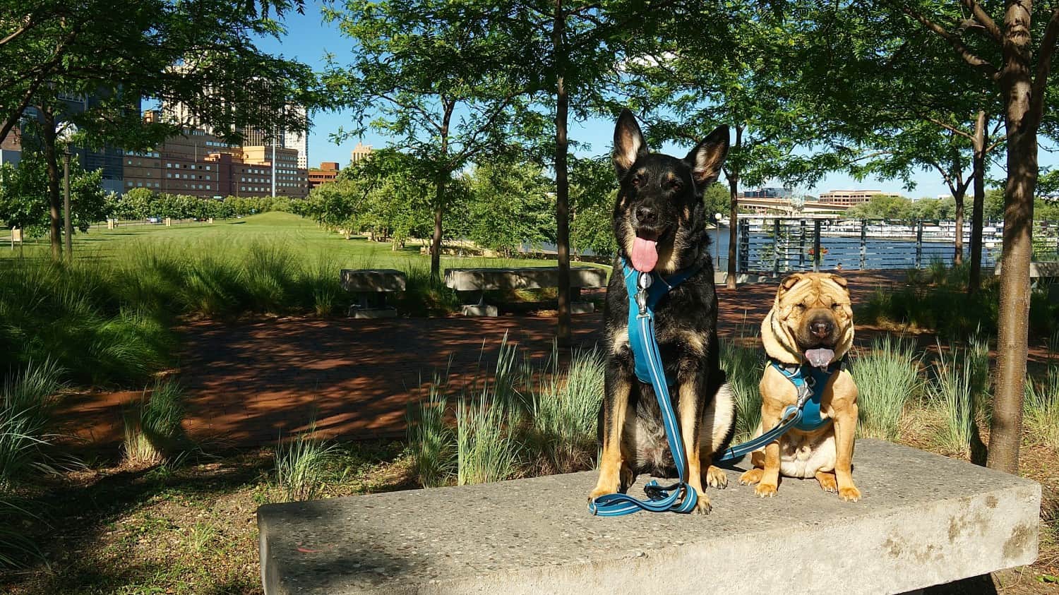 Appreciating the Mighty Mississippi with Dogs - Minneapolis, MN