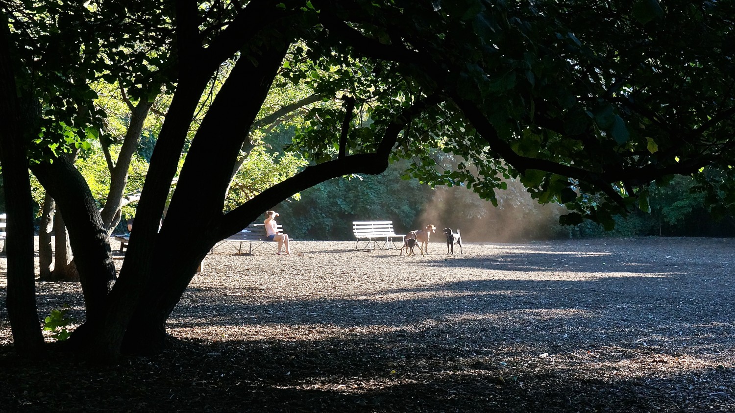 Lake of the Isles Dog Park - Minneapolis, MN