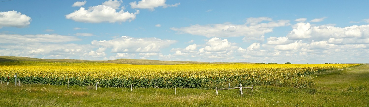 Sunflowers - Bismark, ND