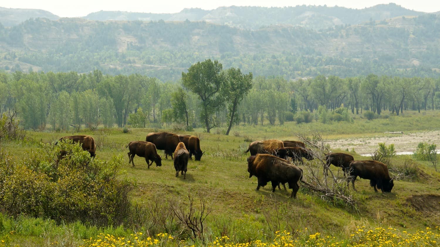 Theodore Roosevelt National Park - Medora, ND