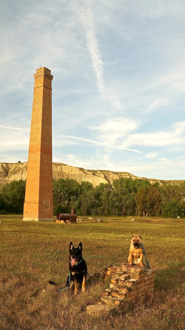 German Shepherd and Shar-pei dogs sitting in Chimney Park in Medora, ND near Theordore Roosevelt National Park