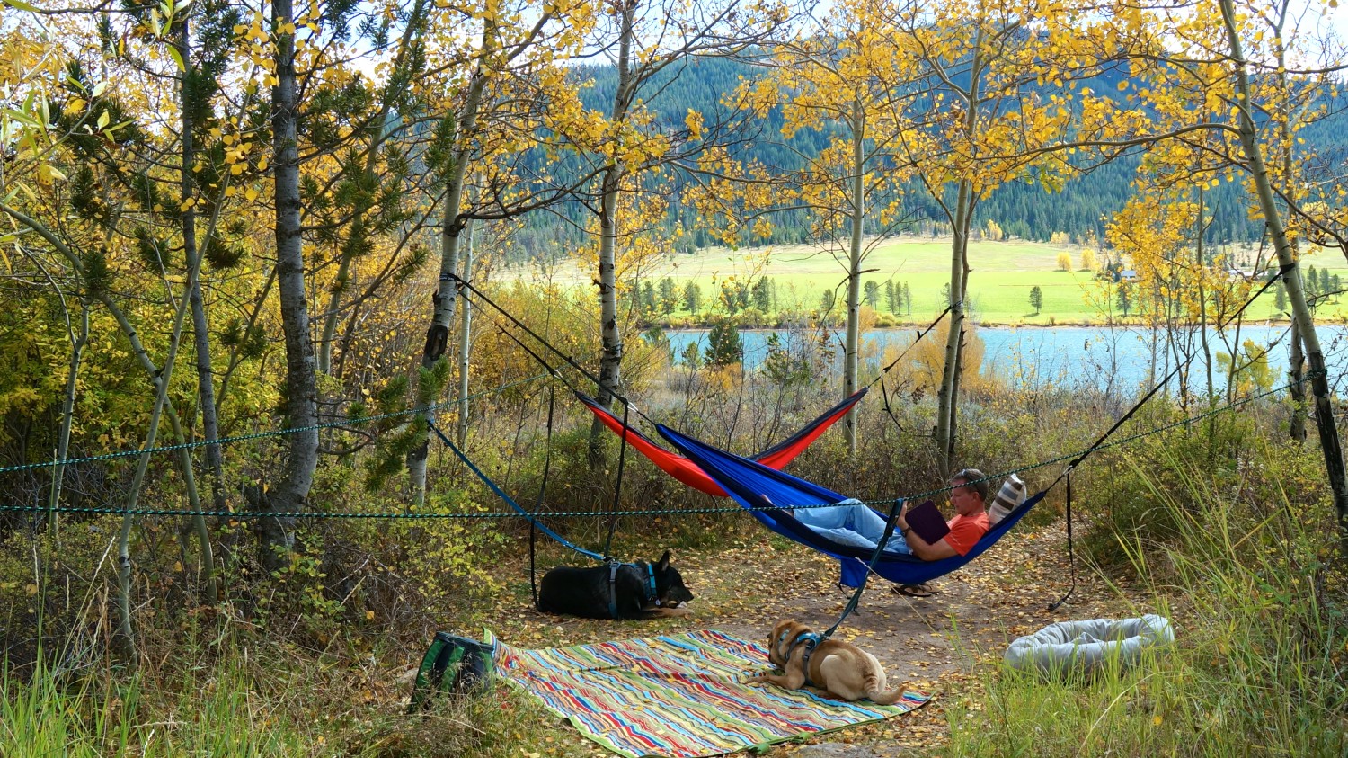 Un hombre en una hamaca y dos perros relajándose junto a un lago: una buena actividad para viajar con mascotas mayores