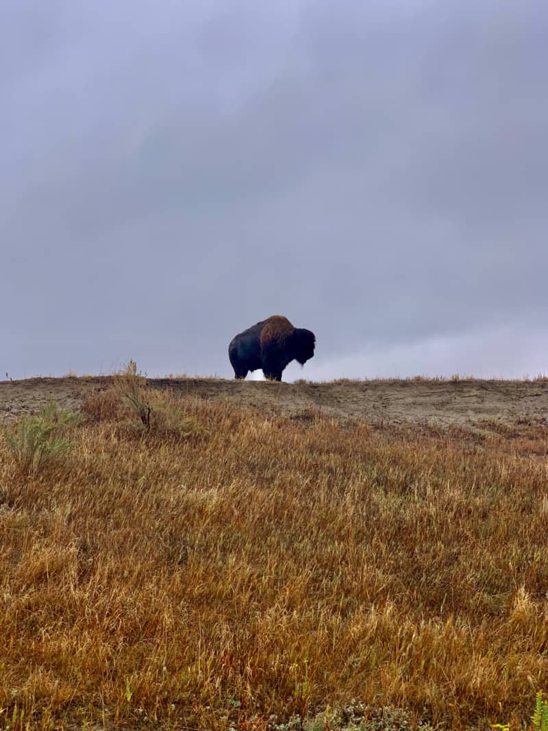 A buffalo on a hillside in Theodore Roosevelt National Park