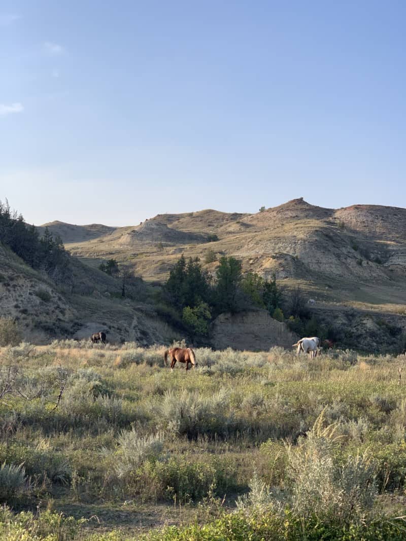 Several wild horses grazing in the grassland environment.