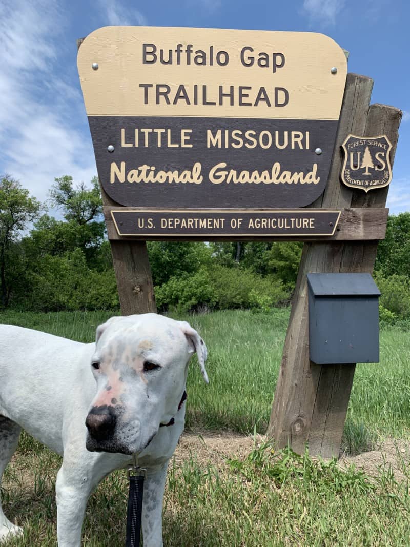White dog by the sign for Buffalo Gap Trailhead, Little Missouri Grasslands, North Dakota