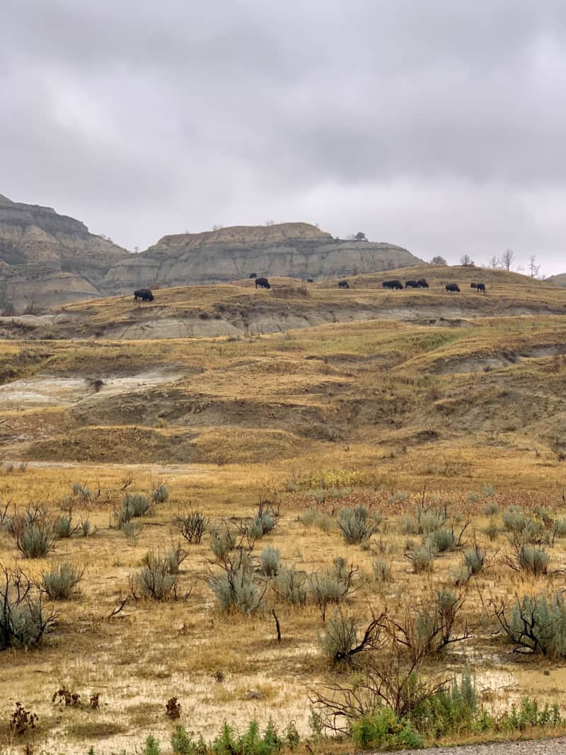 A herd of buffalo on a hillside in Theodore Roosevelt National Park