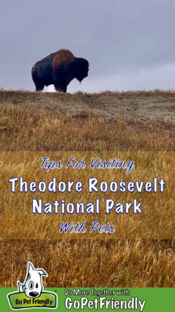 Bison standing on a grassy hilltop in Theodore Roosevelt National Park - Medora, ND