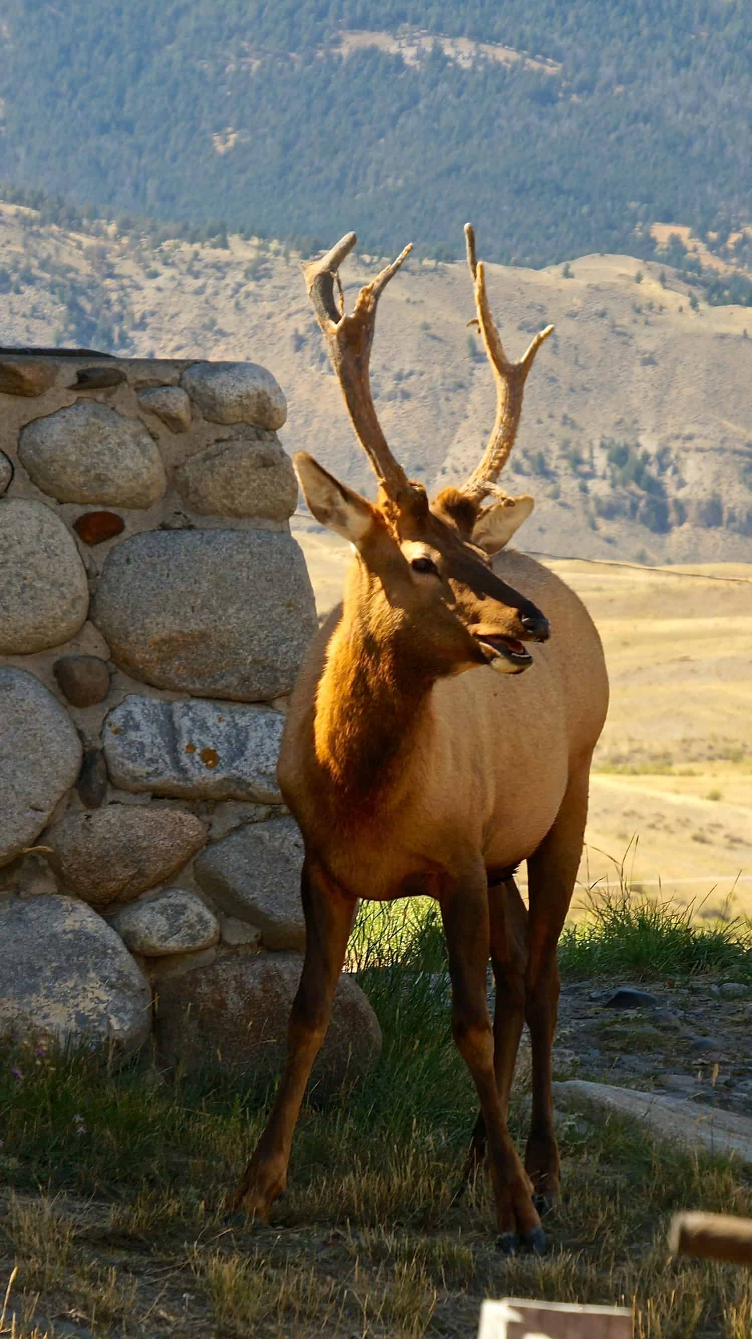 Elk in Gardiner, MT
