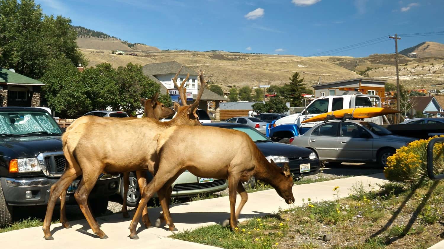 Elk in Gardiner, MT