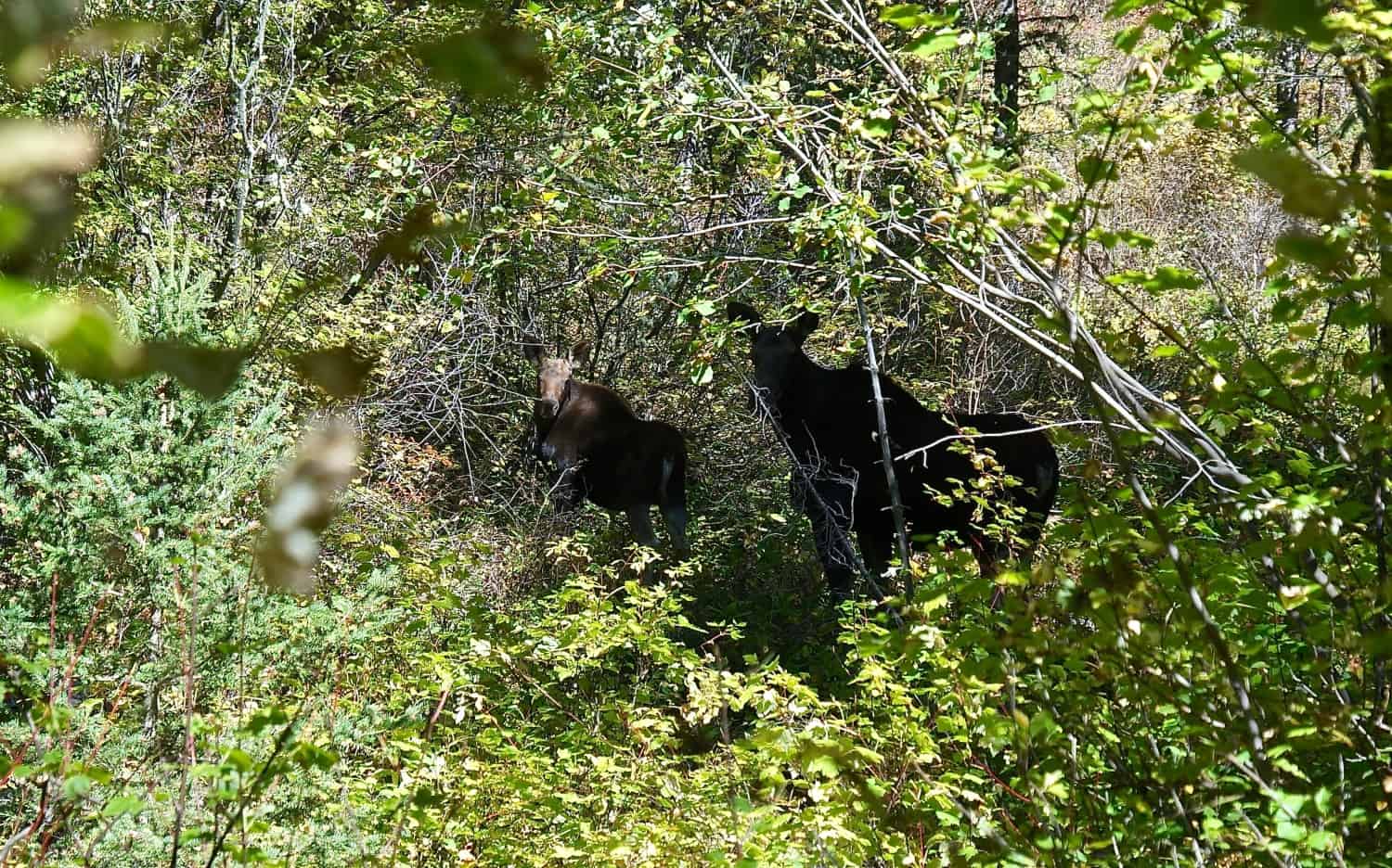 Moose on Suce Creek Trail - Livingston, MT