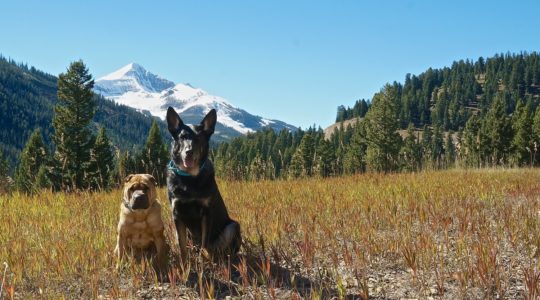 More Dog Friendly Activities Near Yellowstone National ...