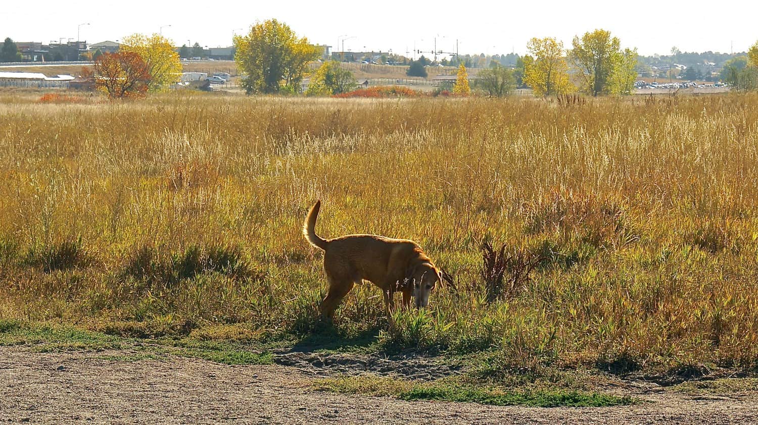 Cherry Creek State Park Off-leash Dog Area - Aurora, CO