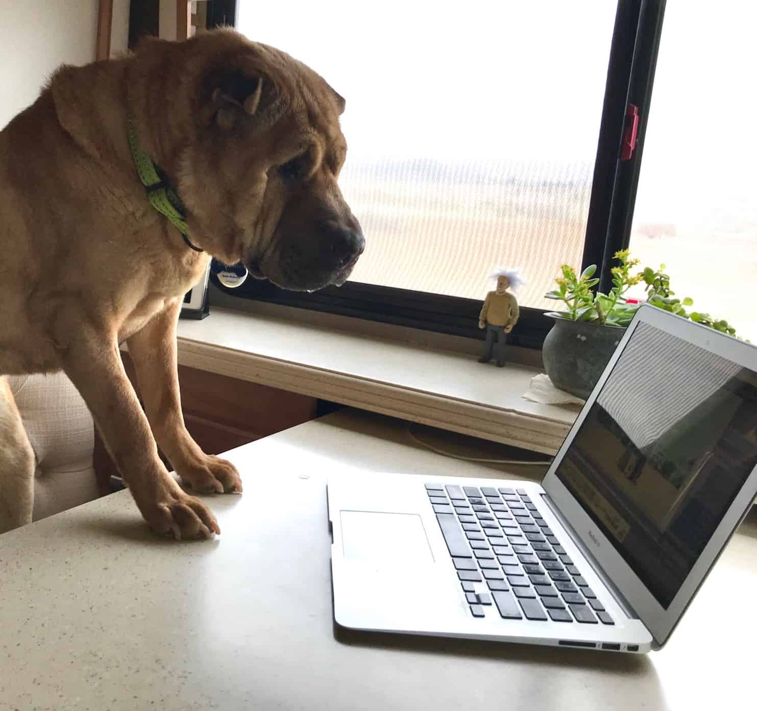 Shar-pei dog looking at a laptop sitting on a desk - supposedly reading pet friendly vacation property reviews