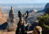Discovering Colorado National Monument from the Pet Travel Experts at GoPetFriendly.com