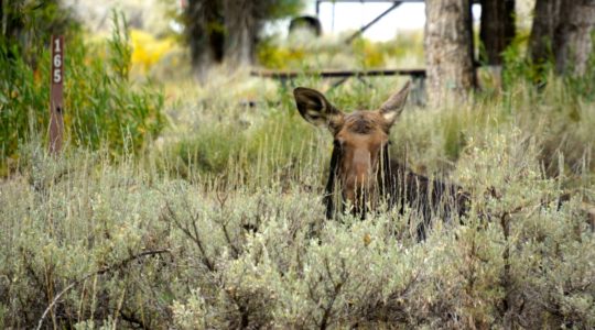 Moose in Gros Ventre Campground - Jackson, WY