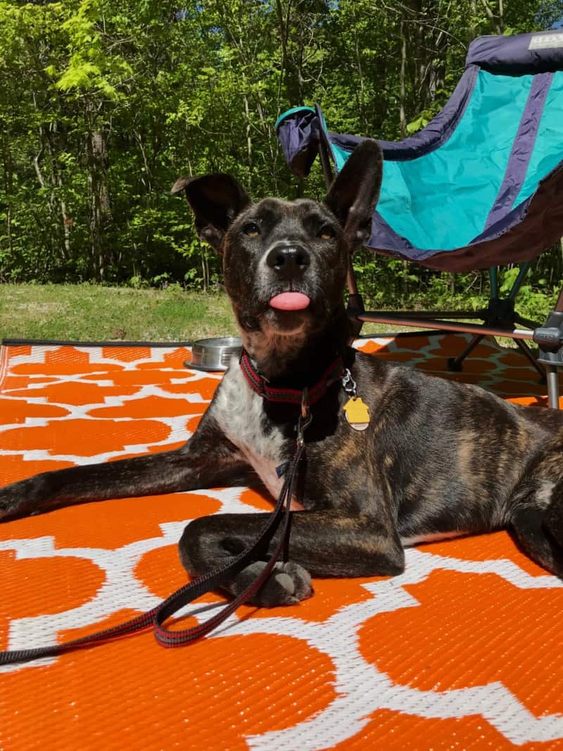 Brindle dog with his tongue sticking out laying on an orange mat at a pet friendly campground