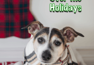 Tips for Traveling With Pets Over the Holidays from the Pet Travel Experts at GoPetFriendly.com