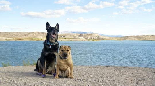 Buster and Ty at Lake Mead NRA, NV