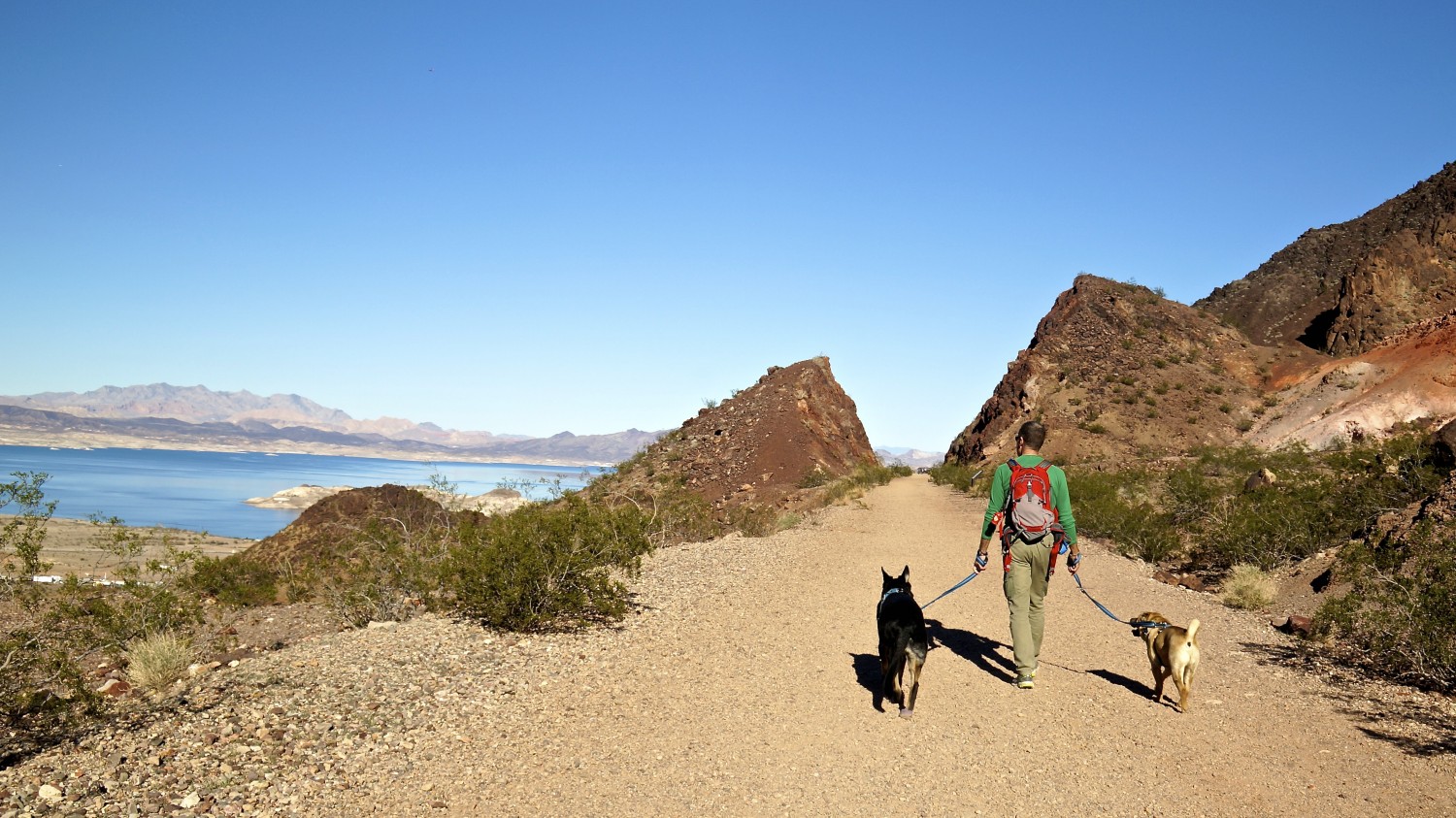 Man walking two dogs on a pet friendly trail at Lake Mead National Recreation Area near Las Vegas, NV