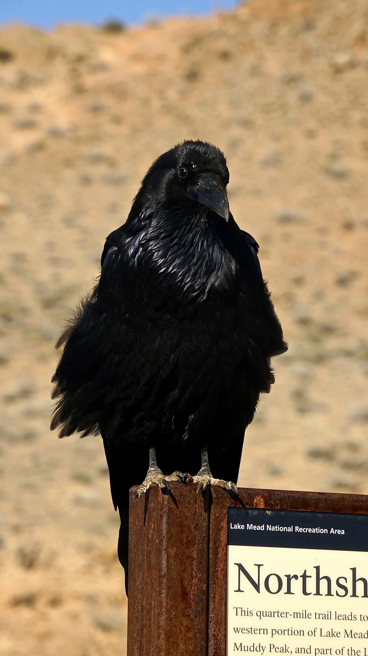 Greeter at Northshore Summit Trail Head - Lake Mead, NV