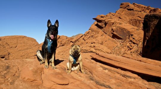 Buster and Ty at Redstone Trail - Lake Mead, NV