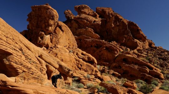 Buster at Redstone Trail - Lake Mead, NV