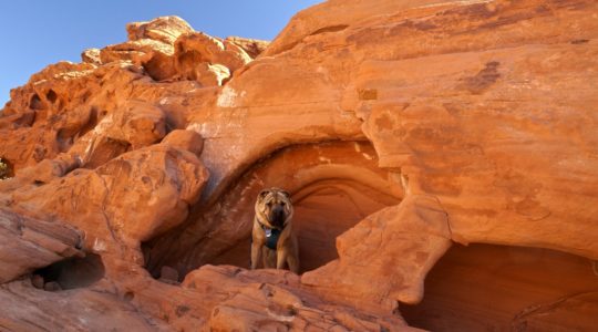 Ty at Redstone Trail - Lake Mead, NV