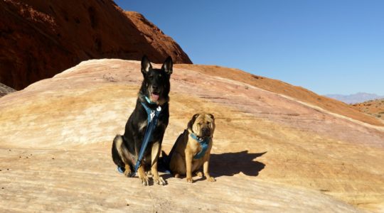 Buster and Ty at Valley of Fire State Park, NV