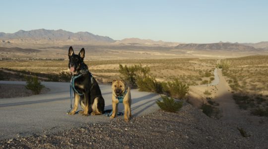 Buster and Ty - Lake Mead, NV