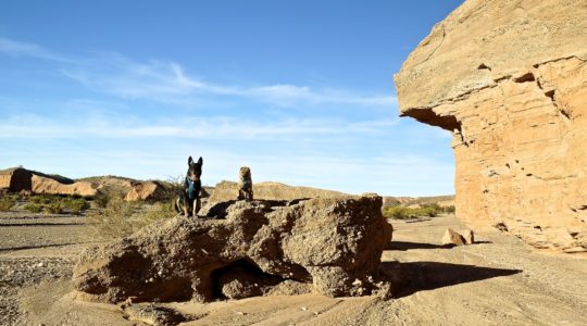 Buster and Ty at Gypsum Wash - Lake Mead, NV