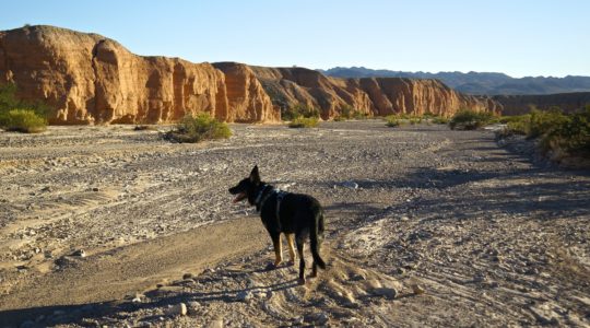 Buster at Gypsum Wash - Lake Mead, NV