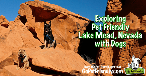 Sniffing Around Pet Friendly Lake Mead with Dogs