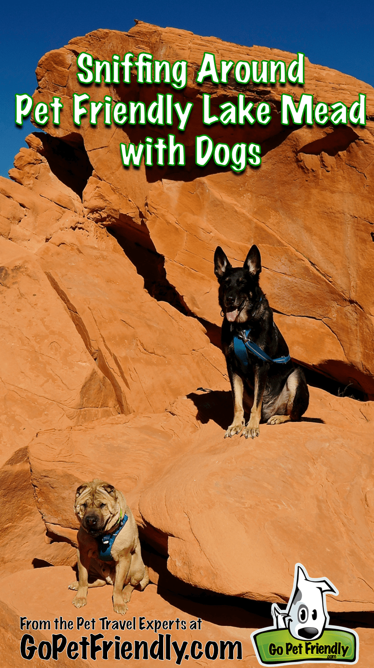 Exploring Pet Friendly Lake Mead with Dogs from the Pet Travel Experts at GoPetFriendly.com