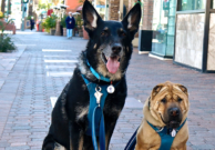 Top 10 Dog Friendly Things to Do in Palm Springs, CA
