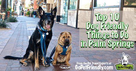 Top 10 Dog Friendly Things To Do in Palm Springs