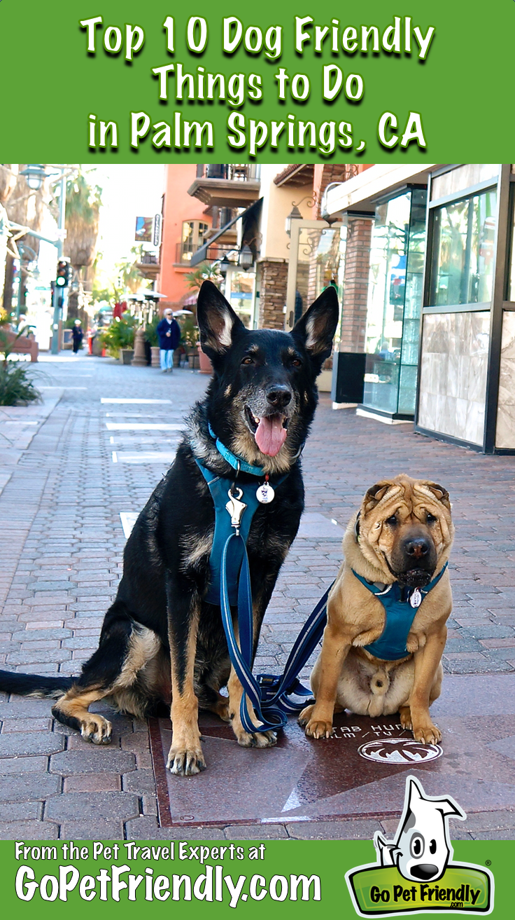 Top 10 Dog Friendly Things to Do in Palm Springs, CA